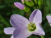 Cardamine prés (Cardamine pratensis)