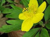 Anémone fausse renoncule (Anemone ranunculoides)