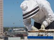 ENVIRONNEMENT Pourquoi abeilles sont marqueur santé humaine