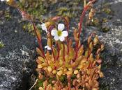 Saxifrage tridactyle (Saxifraga tridactylites)
