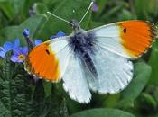 Aurore (Anthocharis cardamines)