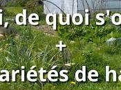 mai, quoi s'occuper pour jardinier variétés haricots (vidéo)