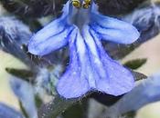 Bugle rampante (Ajuga reptans)