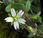 Céraiste nain (Cerastium pumilum)