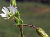 Céraiste poisseux (Cerastium glutinosum)