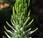 Raiponce (Phyteuma spicatum subsp. spicatum)