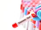 TÉLOMÈRES s’ils avaient leur propre activité protéique