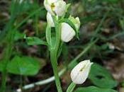 Céphalanthère pâle (Cephalanthera damasonium)