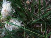 Linaigrette feuilles étroites, linaigrette commune (Eriophorum angustifolium)