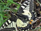 Papilio machaon (Machaon)