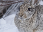 Qu'est-il arrivé lapins