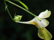 Balsamine petites fleurs (Impatiens parviflora)