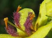 Molène noire (Verbascum nigrum)