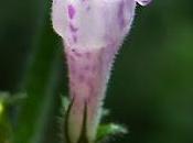 Calament officinal (Clinopodium nepeta subsp. sylvaticum)