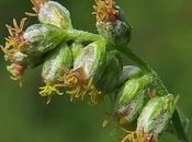 Armoise commune (Artemisia vulgaris)