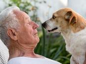 ODOROLOGIE CANINE détectent COVID-19 aussi