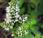 Menthe feuilles rondes (Mentha suaveolens)