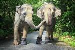 Deux éléphants trouvent chaussures leur pied