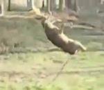 Cheval chez dentiste Cerf fait balançoire